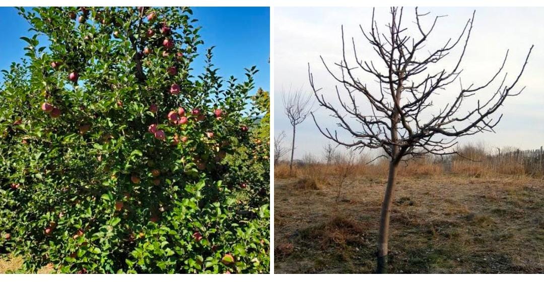 Rising Temperatures Threaten Global Fruit Cultivation: A Shift in Orchard Dynamic