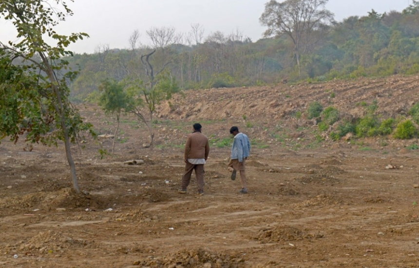 The Silent Chainsaw: Can a Sapling Replace a Giant?